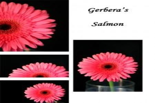 Sekretaris Pan Flower Farm