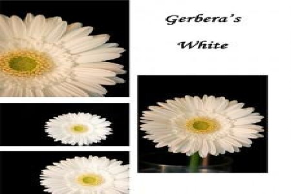 Sekretaris Pan Flower Farm