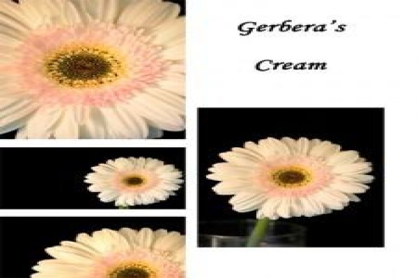 Sekretaris Pan Flower Farm