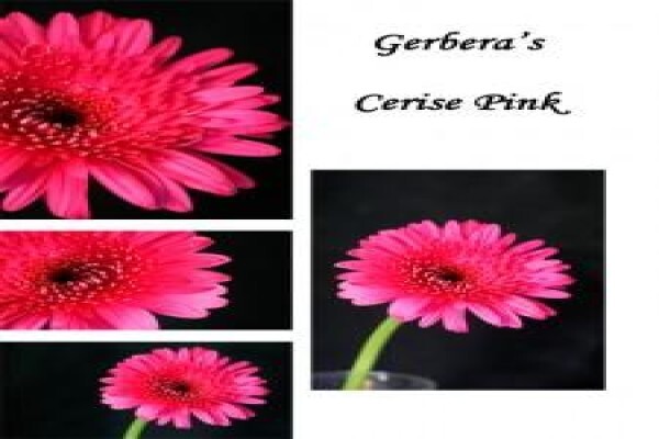 Sekretaris Pan Flower Farm