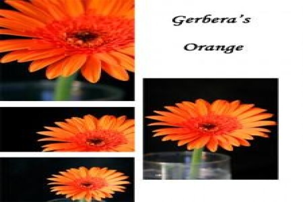 Sekretaris Pan Flower Farm