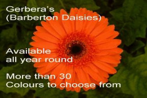 Sekretaris Pan Flower Farm