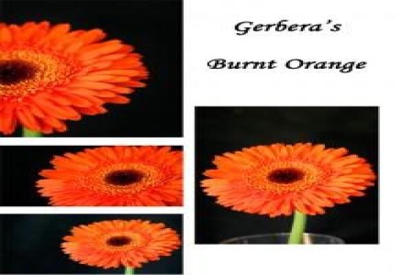 Sekretaris Pan Flower Farm