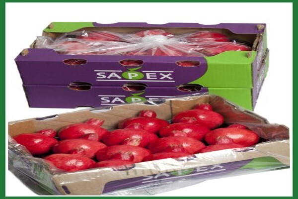 Sapex (Pty) Ltd