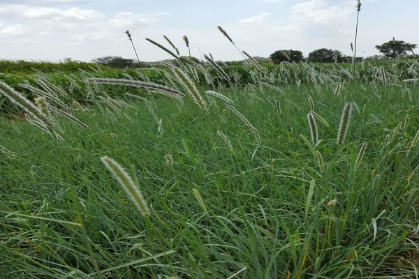 Agricol (Pty) Ltd
