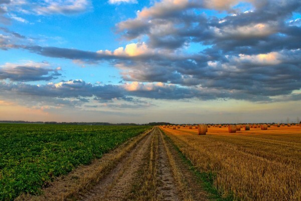Agricol (Pty) Ltd