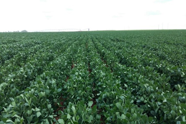 Agricol (Pty) Ltd