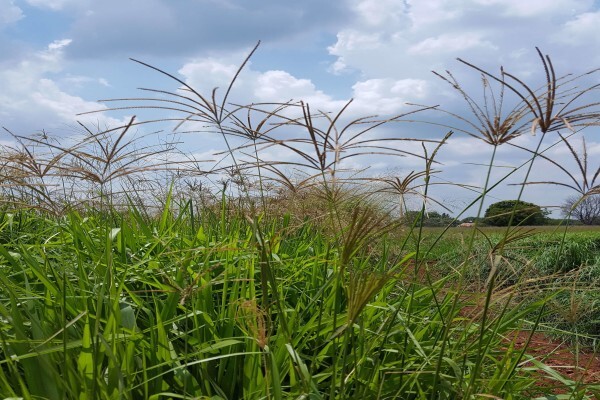 Agricol (Pty) Ltd