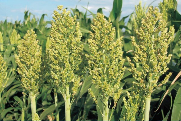 Agricol (Pty) Ltd