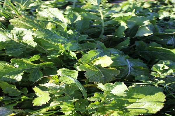Agricol (Pty) Ltd
