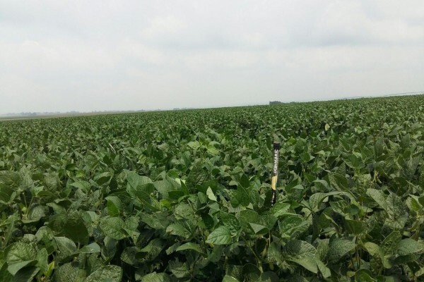 Agricol (Pty) Ltd