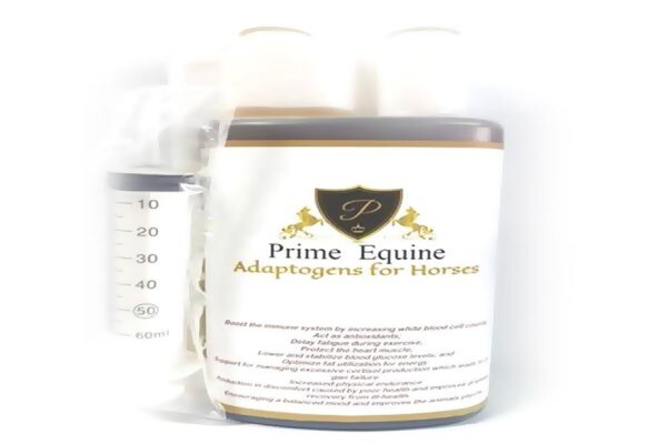 Primequest International