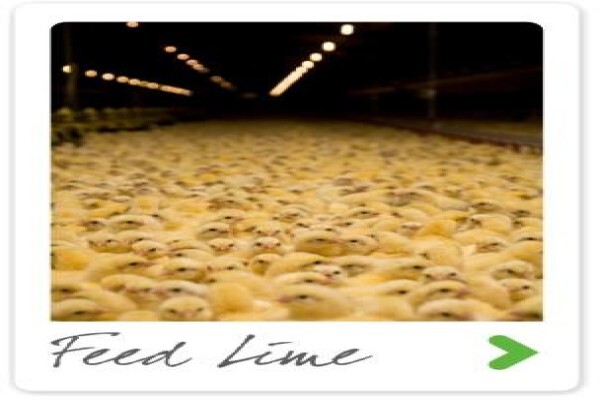 S A Lime & Gypsum (Pty) Ltd