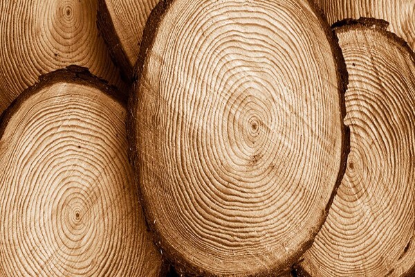Ericssons Mattress & Pine CC