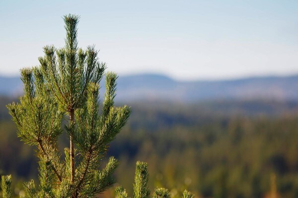 Storaenso (Southern Africa)
