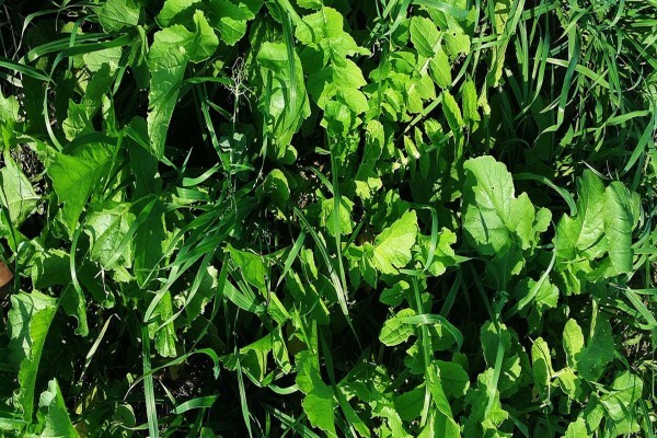 Advance Seed (Pty)ltd