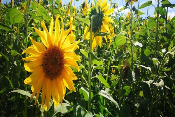 Advance Seed (Pty)ltd