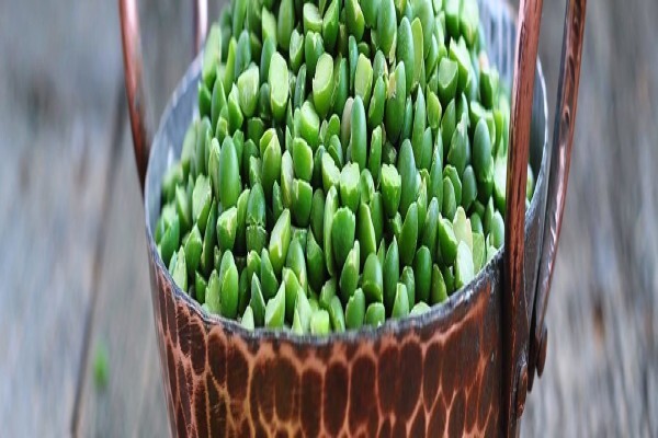 Advance Seed (Pty)ltd