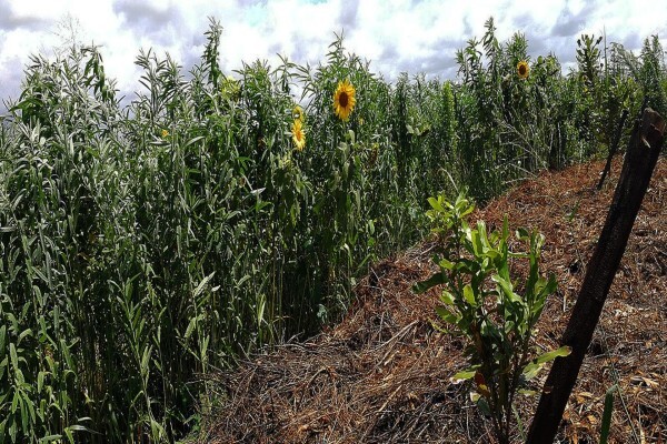 Advance Seed (Pty)ltd