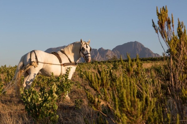 Waterkloof Estate