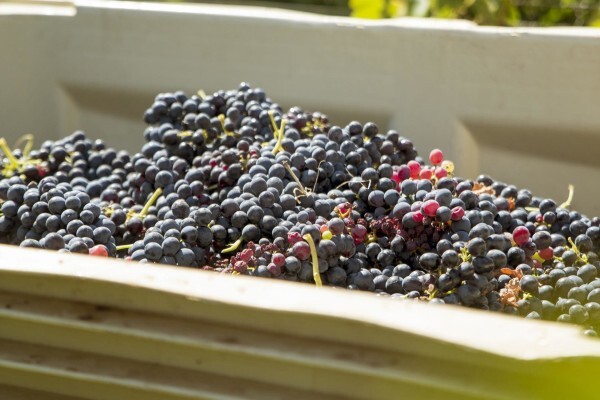 Blaauwklippen Vineyards