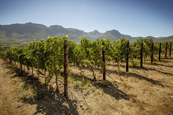 Blaauwklippen Vineyards