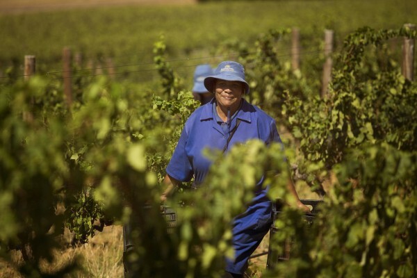 Blaauwklippen Vineyards