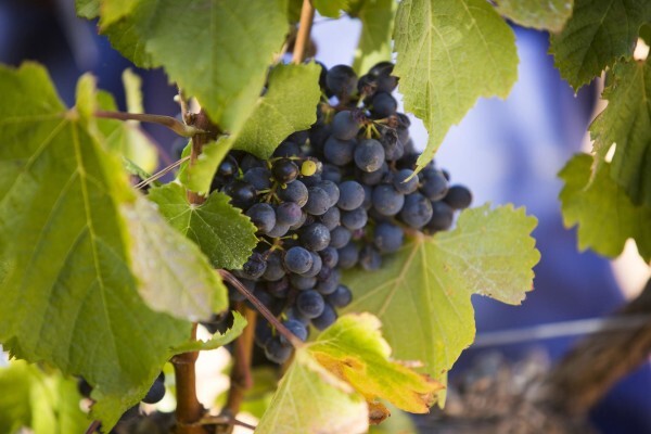 Blaauwklippen Vineyards