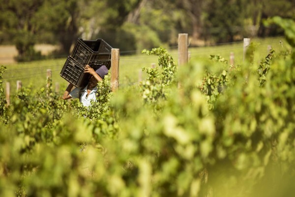 Blaauwklippen Vineyards