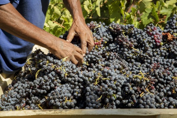Blaauwklippen Vineyards