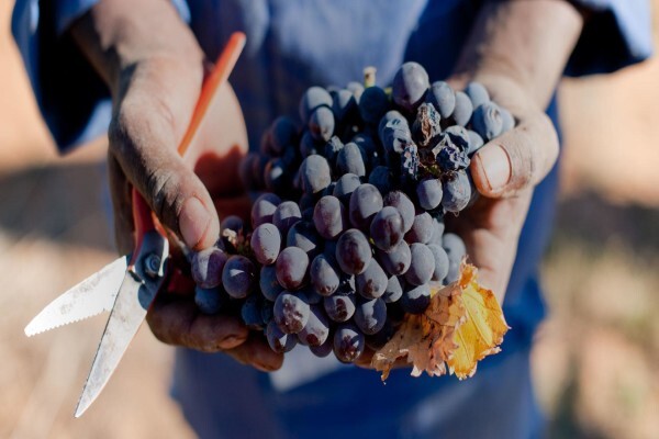Fairview Wines & Goats Milk Cheese