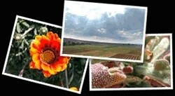 Namaqua Wines