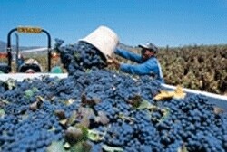 Swartland Winery