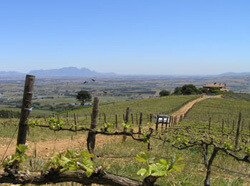 Uva Mira Vineyards