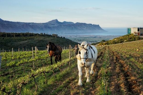 Waterkloof Estate
