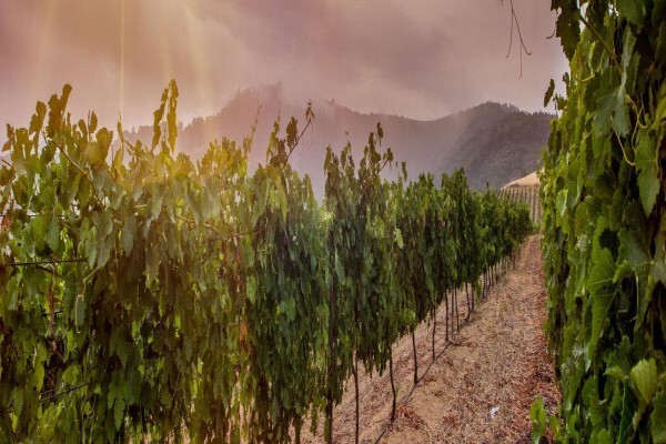 Rhebokskloof Wine Estate