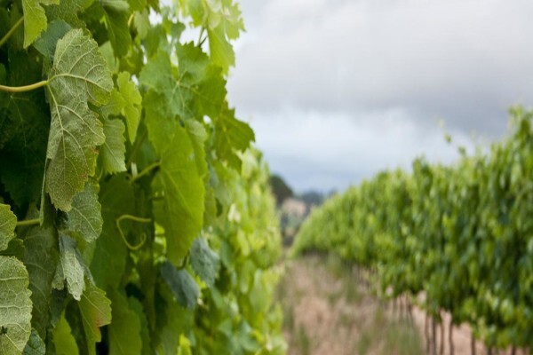 Arra Vineyards (Pty) Ltd