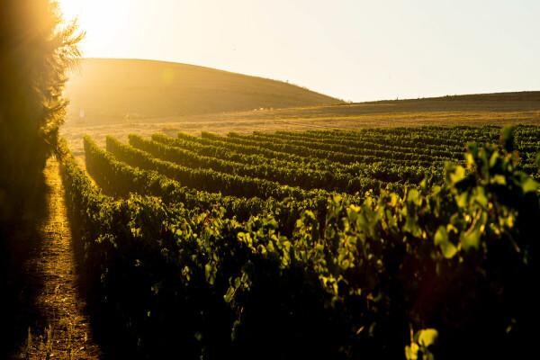 Meerendal Wine Estate