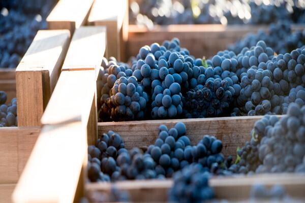 Meerendal Wine Estate