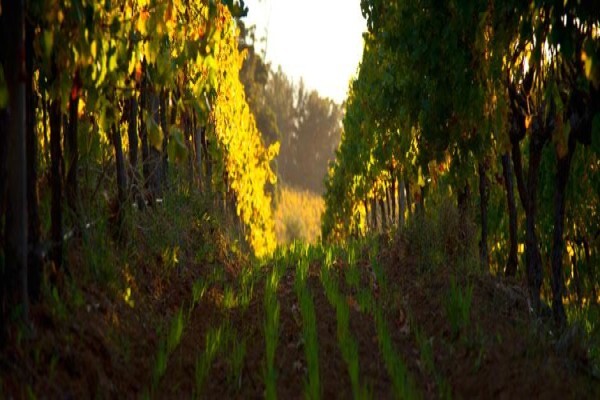 Klein Constantia Estates