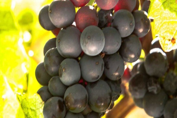 Newton Johnson Wines (Pty) Ltd