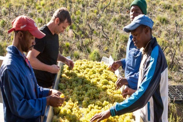 Newton Johnson Wines (Pty) Ltd