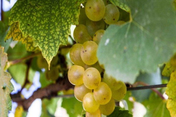 Newton Johnson Wines (Pty) Ltd