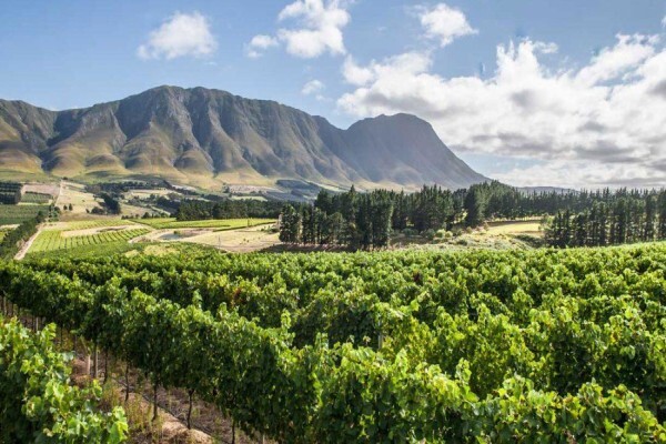 Newton Johnson Wines (Pty) Ltd