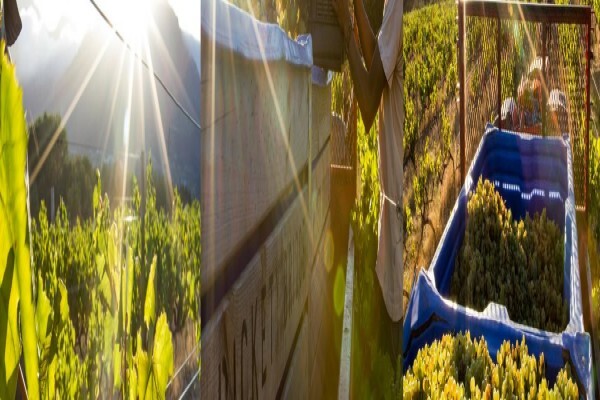 Rickety Bridge Properties (Pty) Ltd