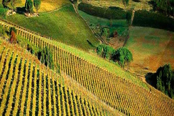 Saxenburg Wine Farm