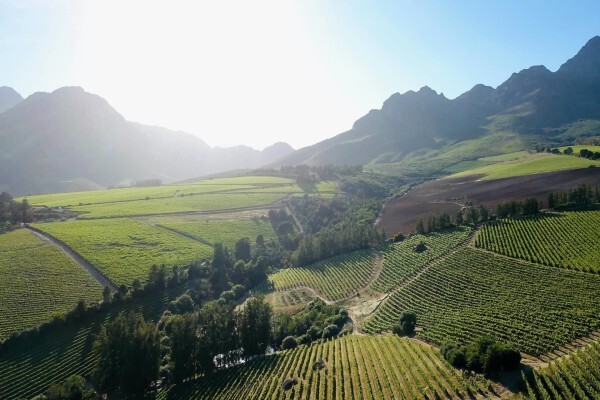 Haskell Vineyards
