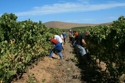 Bloemendal Wine Estate