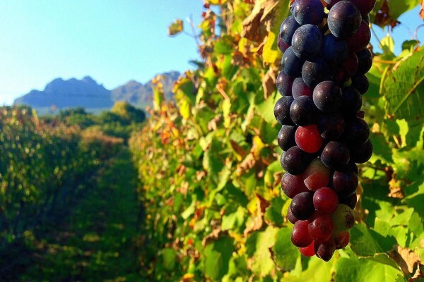 Haskell Vineyards