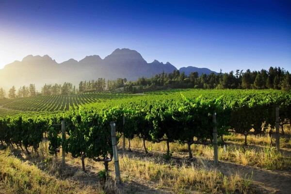 Haskell Vineyards